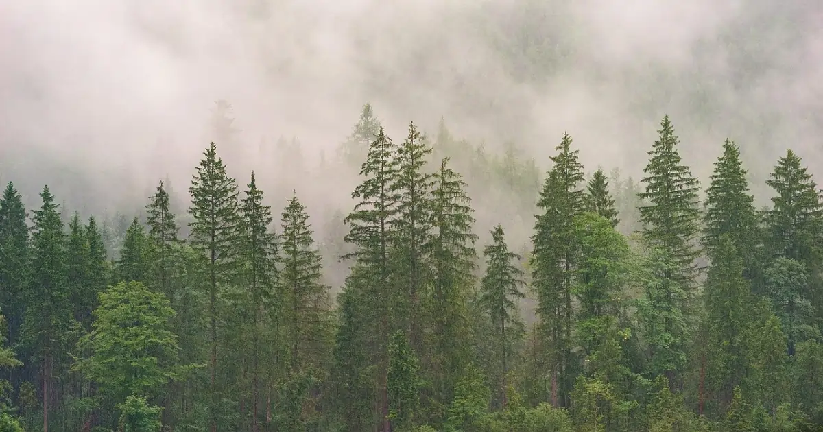 Temperate coniferous forest with tall evergreen pine trees in cool misty climate