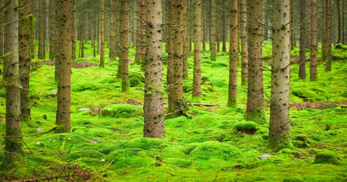 Moss-covered forest floor in a temperate coniferous forest with tall evergreen trees