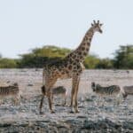 A vibrant display of diverse animals representing the richness of genetic, species, and ecosystem diversity.