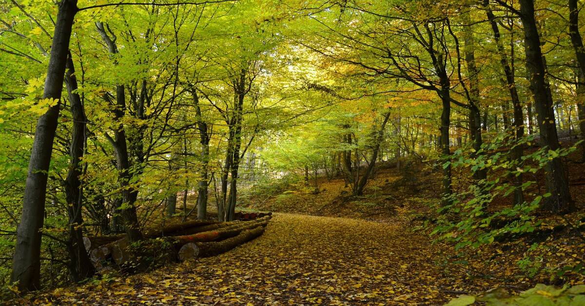 Dense dry forest with tall trees shedding leaves in a warm, semi-arid climate.