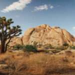 Arid desert landscape with scattered drought-resistant plants and sandy soil under a clear sky.