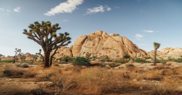 Arid desert landscape with scattered drought-resistant plants and sandy soil under a clear sky.