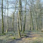 A scenic view of a tropical dry deciduous forest during the dry season with sparse trees.