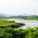 A serene wetland landscape showcasing dense vegetation and clear water under a bright sky.