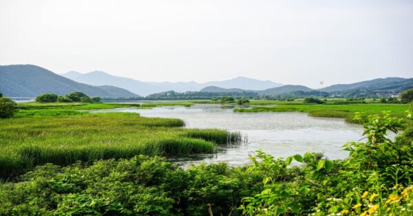 A serene wetland landscape showcasing dense vegetation and clear water under a bright sky.