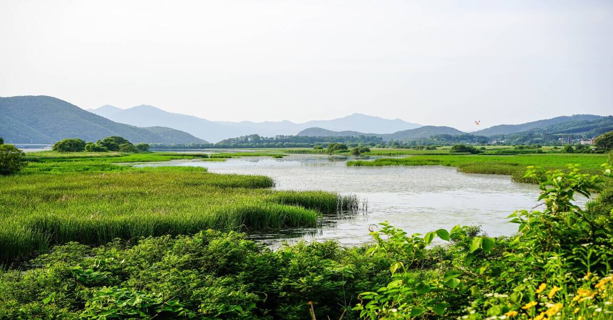 A serene wetland landscape showcasing dense vegetation and clear water under a bright sky.