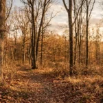 Dry deciduous forest with leafless trees and dry ground during the dry season