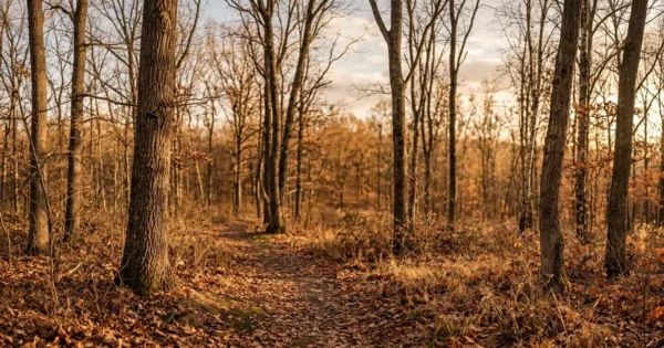 Dry deciduous forest with leafless trees and dry ground during the dry season