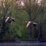 Wild geese flying over a calm forest wetland ecosystem with dense trees and natural habitat