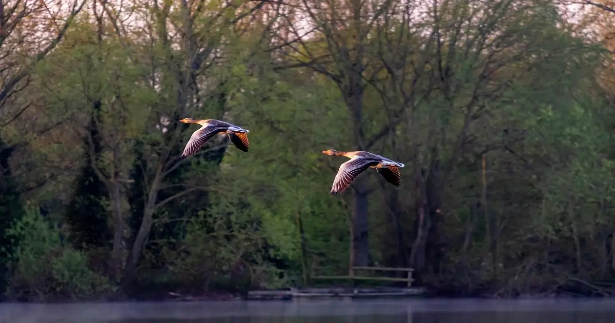 Wild geese flying over a calm forest wetland ecosystem with dense trees and natural habitat