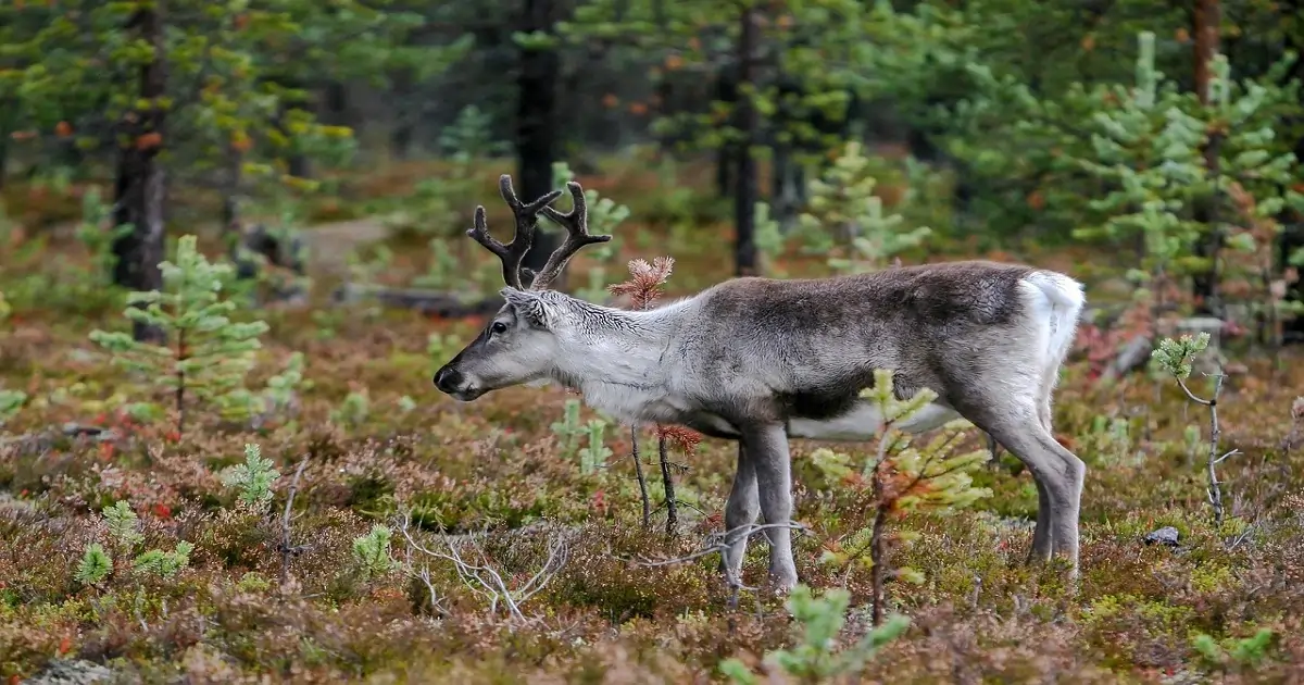 Reindeer grazing in a forest ecosystem showing herbivore role in wildlife resources