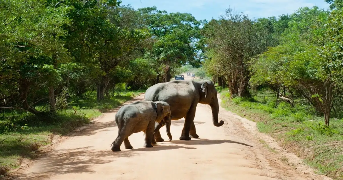 Elephants crossing a forest road showing wildlife corridor and sustainable habitat management