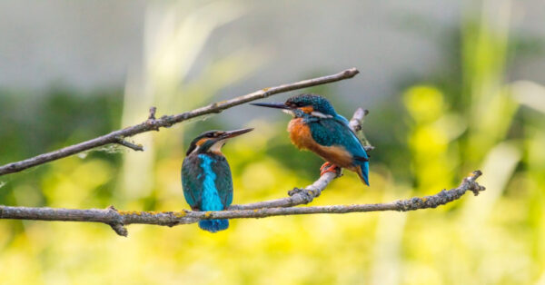 Kingfisher birds perched on a tree branch displaying unique traits of different bird species.