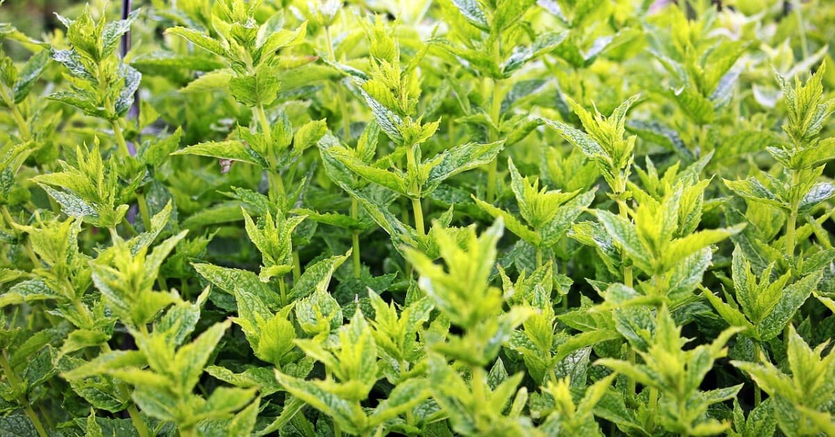 Fresh green mint leaves, representing herbs with soft, green stems.