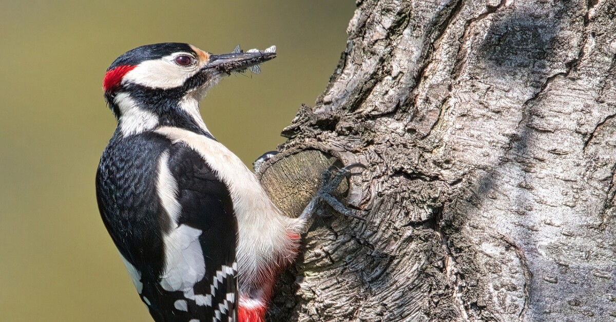 A woodpecker pecking at a tree trunk, highlighting its feeding habit of extracting insects.