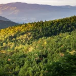 A dense forest landscape representing India's vast forested regions with the largest area coverage.