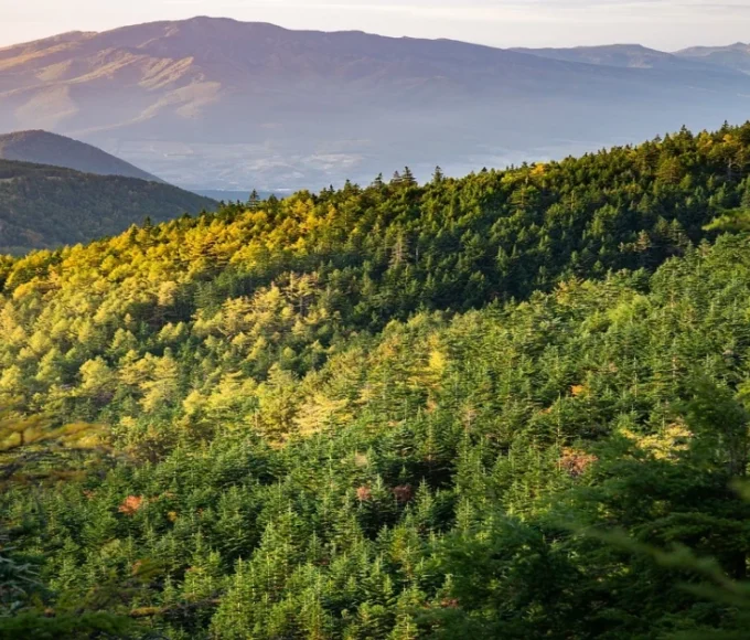 A dense forest landscape representing India's vast forested regions with the largest area coverage.