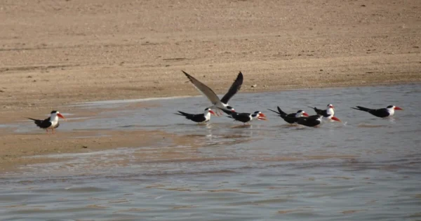 The Indian Skimmer, a vulnerable waterbird, reflects the threats facing India’s riverine ecosystems.