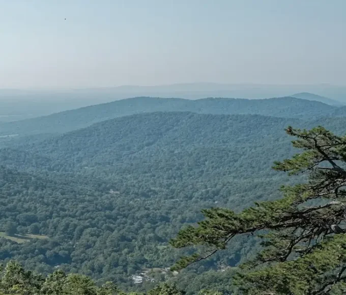 Wide forest landscape showing continuous tree cover, representing India’s largest forest area by land extent
