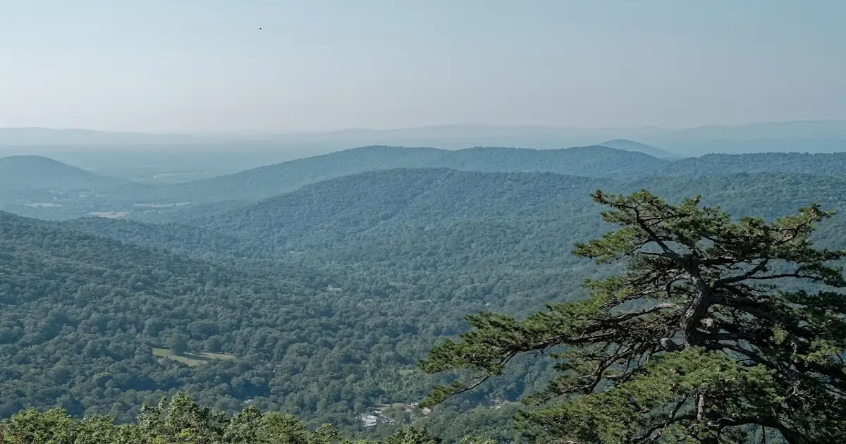 Wide forest landscape showing continuous tree cover, representing India’s largest forest area by land extent