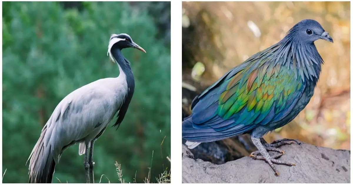 Black-necked Crane and Nicobar Pigeon representing rare bird species from Himalayan and island ecosystems