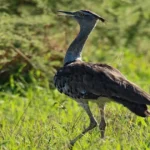 Great Indian Bustard standing in open grassland, one of the most rare birds in India