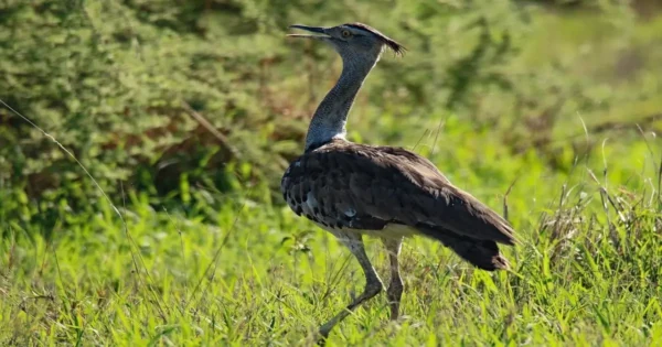 Great Indian Bustard standing in open grassland, one of the most rare birds in India