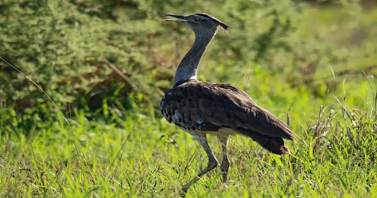 Great Indian Bustard standing in open grassland, one of the most rare birds in India