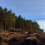 Impacts of deforestation are devastating, large-scale deforestation, clearing a dense forest, leaving barren land behind.