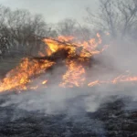 Raging wildfire consuming trees in a dense forest, with thick smoke rising into the sky.