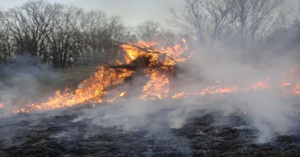 Raging wildfire consuming trees in a dense forest, with thick smoke rising into the sky.