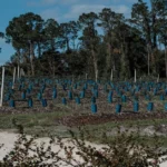 Newly planted saplings growing in nutrient-rich soil, symbolizing afforestation and environmental restoration.