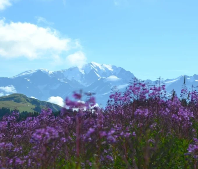 Leander plant with vibrant pink flowers, a native plant of Jammu and Kashmir thriving in warm climates.