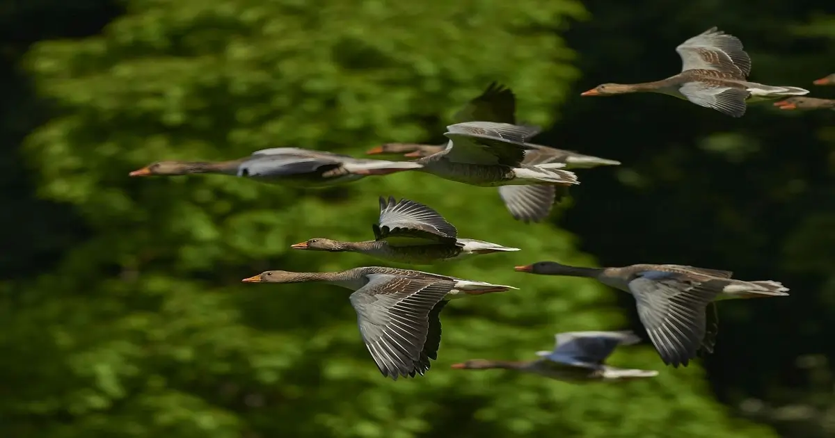 Birds across wetland habitats reflect how many bird species are there in the world