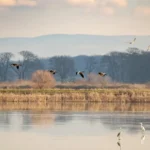 Birds across wetland habitats reflect how many bird species are there in the world