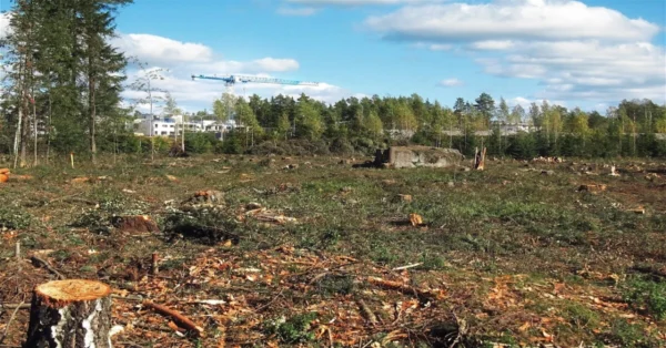 A deforested land with cleared trees, showing exposed soil and remnants of vegetation, highlighting human impact on forests.
