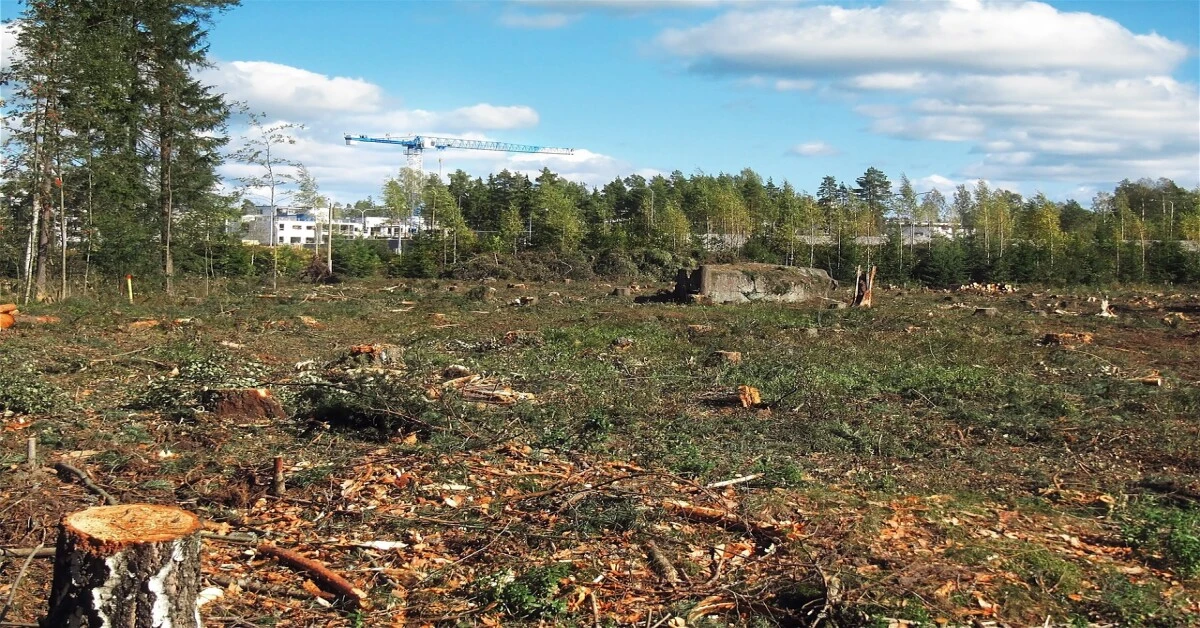 A deforested land with cleared trees, showing exposed soil and remnants of vegetation, highlighting human impact on forests.