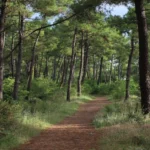 Dense green forest with tall trees and rich vegetation, highlighting the vital role of forests in nature.