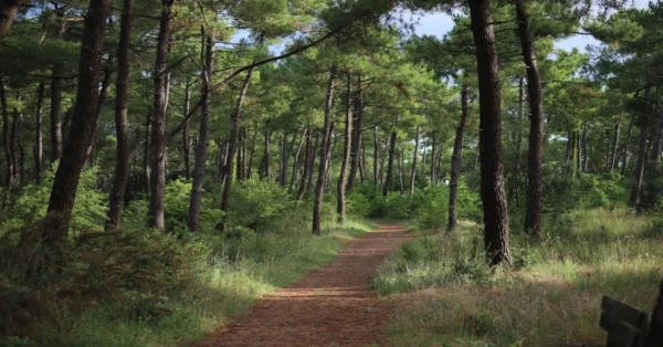 Dense green forest with tall trees and rich vegetation, highlighting the vital role of forests in nature.