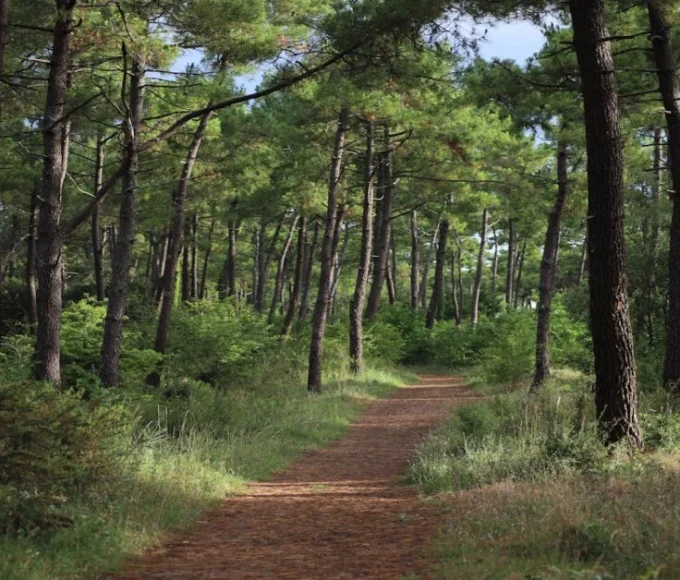 Dense green forest with tall trees and rich vegetation, highlighting the vital role of forests in nature.