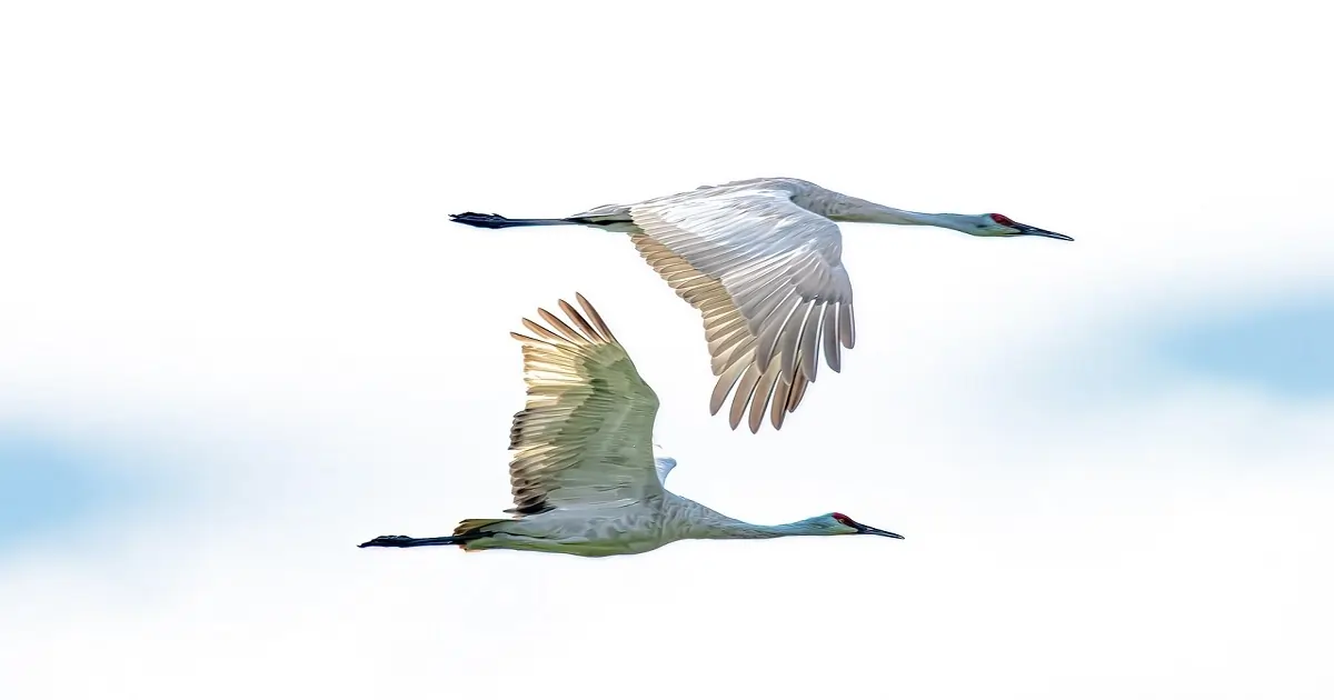 Large migratory birds in flight highlighting long-distance journeys across regions