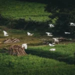 Migratory birds flying together across green fields during seasonal migration