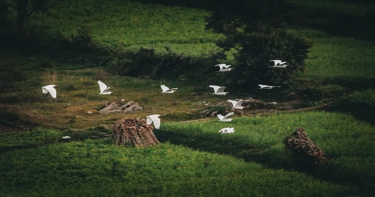 Migratory birds flying together across green fields during seasonal migration