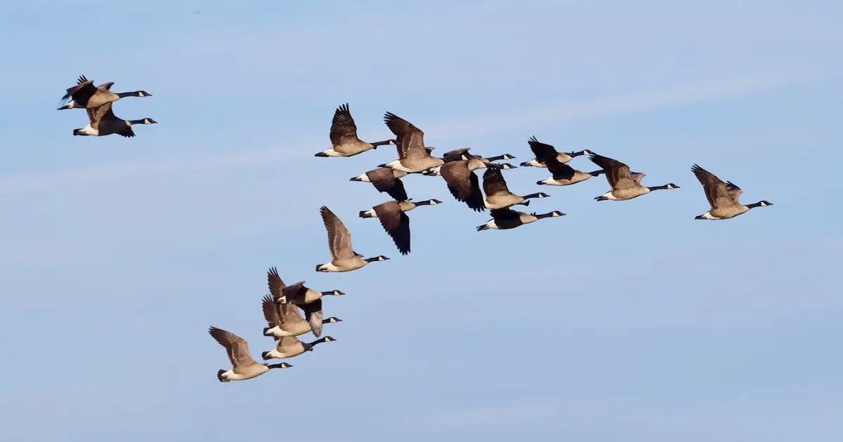 Birds flying in formation showing seasonal migration patterns across open skies