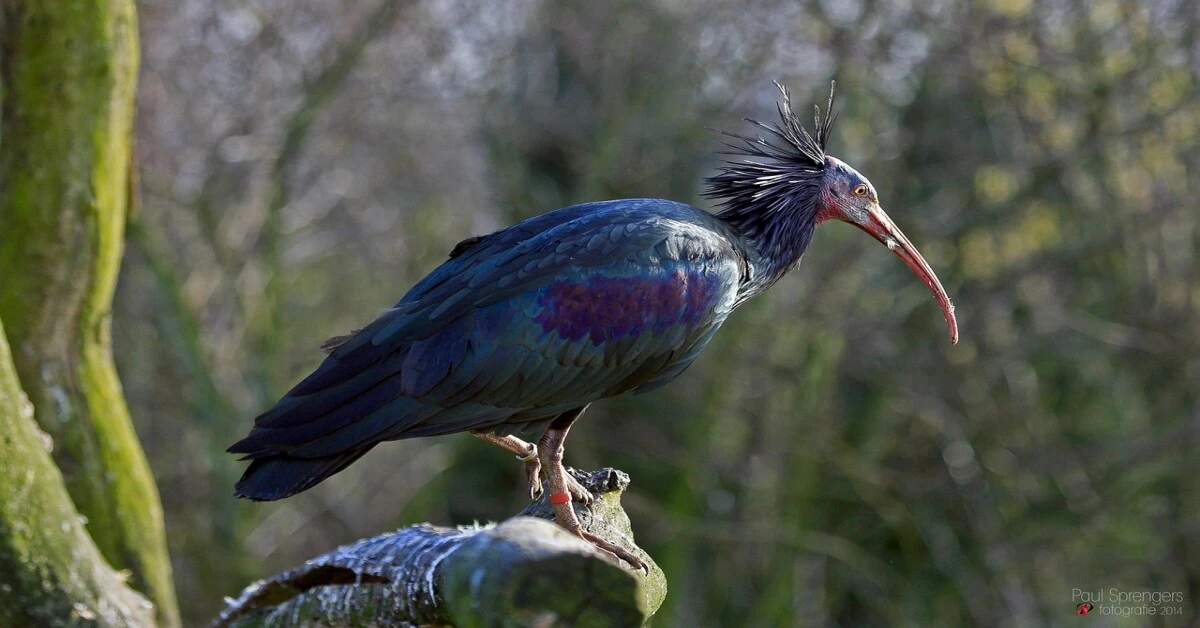 Close-up of Northern Bald Ibis showing bald red head, long curved beak, and dark feathers