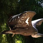 California Condor perched in native habitat showing its massive size