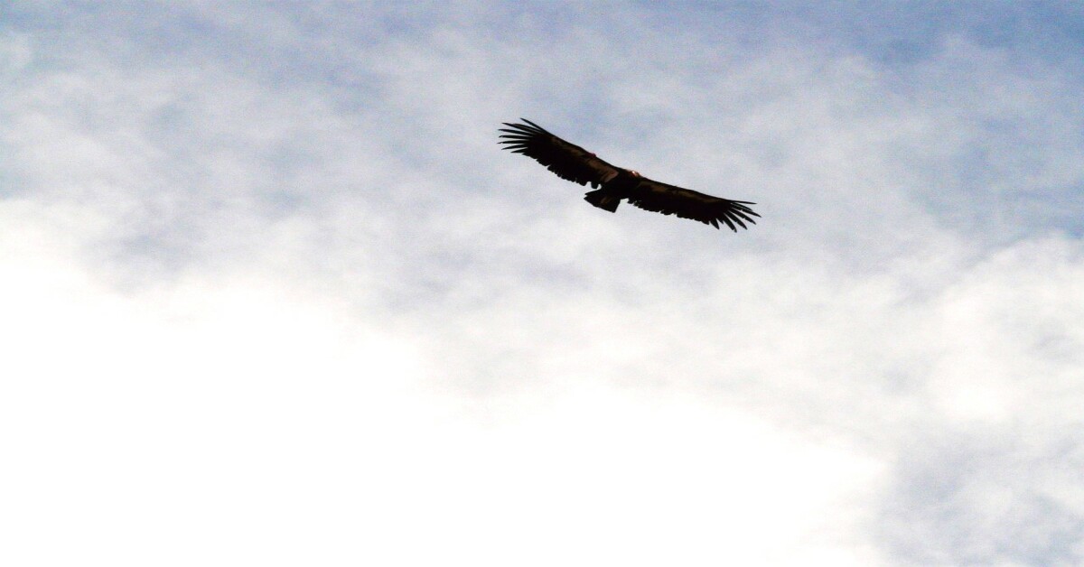 California Condor soaring above with wings fully extended