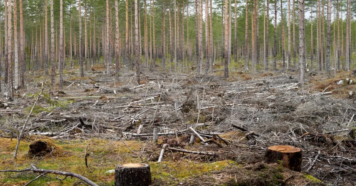 Destroyed and uprooted forest area showing the effects of habitat destruction on ecosystems and wildlife