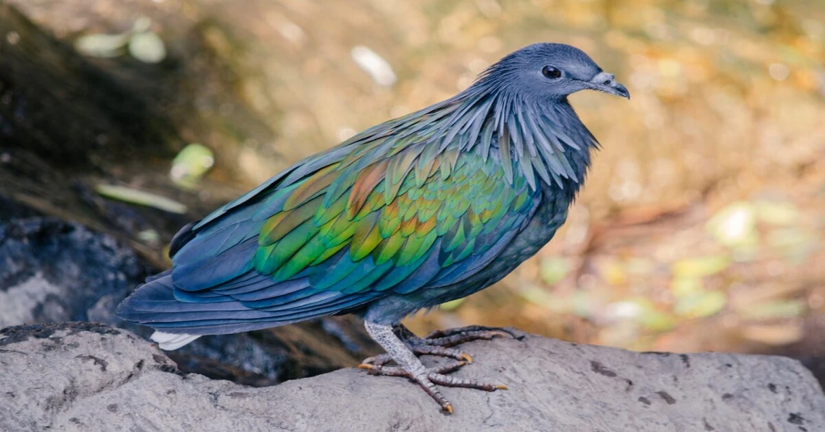 A Nicobar Pigeon displaying its vibrant iridescent feathers with a distinctive gray head and red legs.