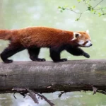 Red panda representing globally vulnerable animal species due to deforestation and habitat loss